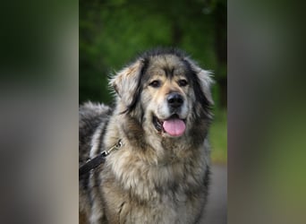 Maja - freundliche Hündin - Besitzer wurde krank