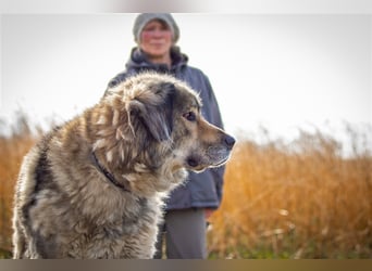 Maja - freundliche Hündin - Besitzer wurde krank