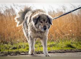 Maja - freundliche Hündin - Besitzer wurde krank