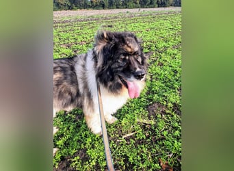 Kaukasischer Owtscharka Senior auf der Suche nach Paten