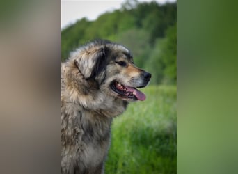 Maja - freundliche Hündin - Besitzer wurde krank