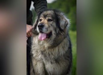 Maja - freundliche Hündin - Besitzer wurde krank