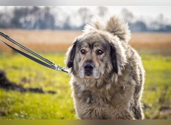 Maja - freundliche Hündin - Besitzer wurde krank