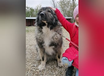 CINDY ca. 6 J. kinderliebe Kaukasenhündin