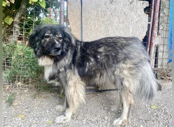 CINDY ca. 6 J. kinderliebe Kaukasenhündin