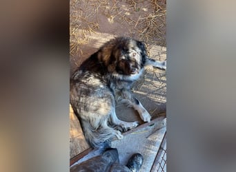 CINDY ca. 6 J. kinderliebe Kaukasenhündin