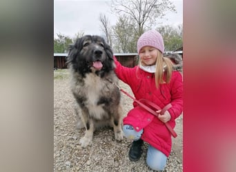 CINDY ca. 6 J. kinderliebe Kaukasenhündin