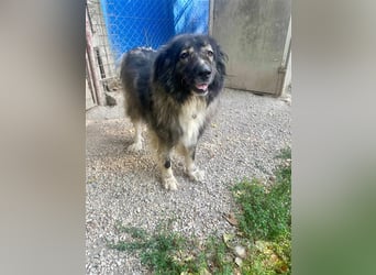 CINDY ca. 6 J. kinderliebe Kaukasenhündin