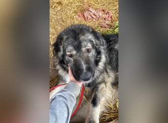 CINDY ca. 6 J. kinderliebe Kaukasenhündin