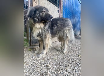 CINDY ca. 6 J. kinderliebe Kaukasenhündin