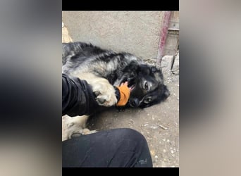 CINDY ca. 6 J. kinderliebe Kaukasenhündin