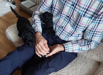 Kerry Blue Terrier Welpen – zu verkaufen