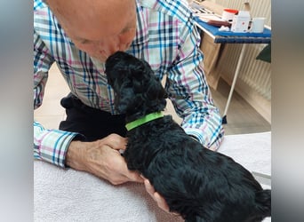 Kerry Blue Terrier Welpen – zu verkaufen