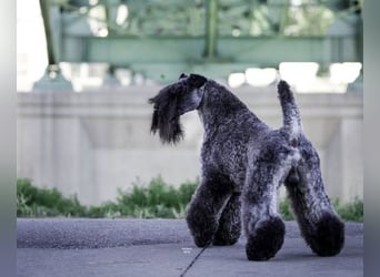 Kerry Blue Terrier Welpen – zu verkaufen