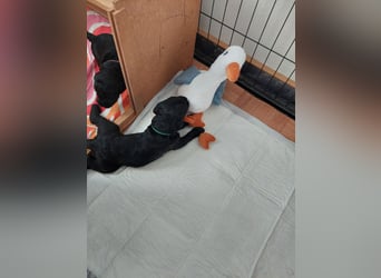 Kerry Blue Terrier Welpen – zu verkaufen