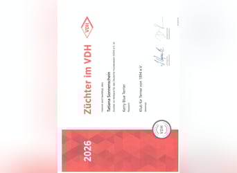 Kerry Blue Terrier Welpen – zu verkaufen