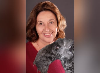 Kerry Blue Terrier Welpen – kleine Kunstwerke auf vier Pfoten suchen ihr Für-immer-Zuhause