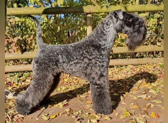 Kerry Blue Terrier Welpen – kleine Kunstwerke auf vier Pfoten suchen ihr Für-immer-Zuhause