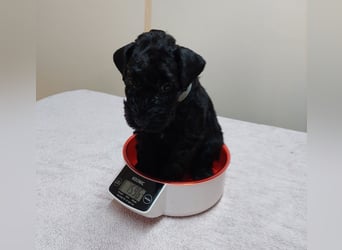 Kerry Blue Terrier Welpen – zu verkaufen