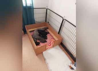 Kerry Blue Terrier Welpen – zu verkaufen