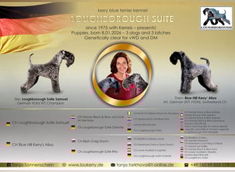 Kerry Blue Terrier Welpen – kleine Kunstwerke auf vier Pfoten suchen ihr Für-immer-Zuhause