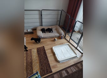 Kerry Blue Terrier Welpen – zu verkaufen