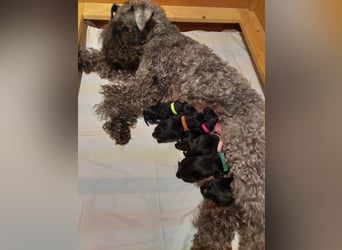Kerry Blue Terrier Welpen – kleine Kunstwerke auf vier Pfoten suchen ihr Für-immer-Zuhause