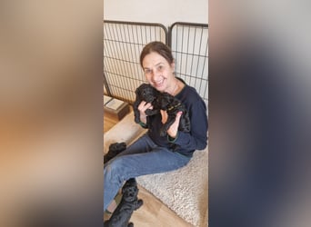 Kerry Blue Terrier Welpen – zu verkaufen