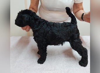 Kerry Blue Terrier Welpen – zu verkaufen