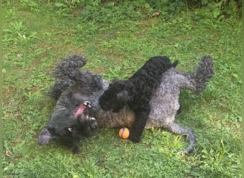 Kerry Blue Terrier Welpe (Rüde) sucht Traumzuhause