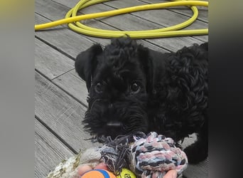 Kerry Blue Terrier Welpe (Rüde) sucht Traumzuhause