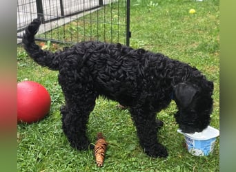 Kerry Blue Terrier Welpe (Rüde) sucht Traumzuhause