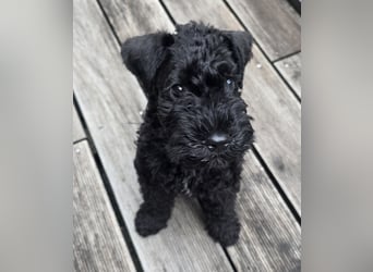 Kerry Blue Terrier Welpe (Rüde) sucht Traumzuhause