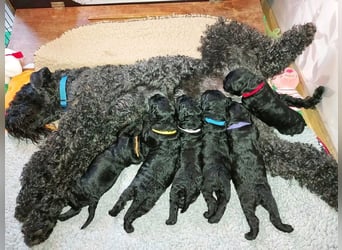 Kerry Blue Terrier Welpen