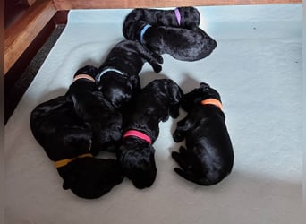 Kerry Blue Terrier Welpen