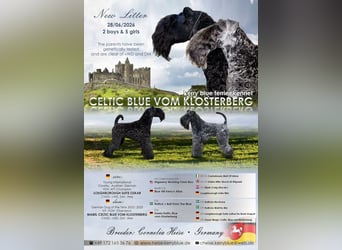 Kerry Blue Terrier Welpen