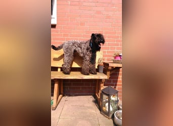Kerry Blue Terrier Welpen