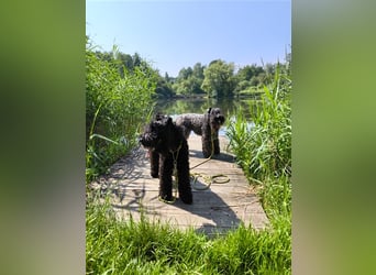Kerry Blue Terrier Welpen