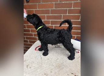 Kerry Blue Terrier Welpen