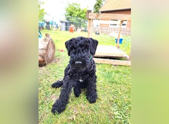 Kerry Blue Terrier Welpen