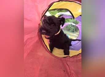 Kerry Blue Terrier Welpen