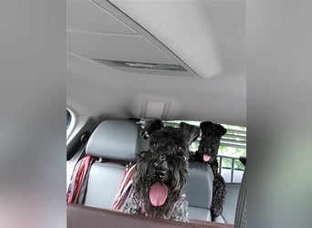 Kerry Blue Terrier Welpen