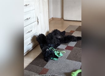 Kerry Blue Terrier Welpen