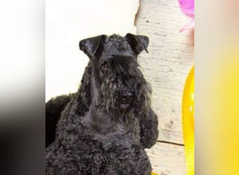 Kerry Blue Terrier Welpen