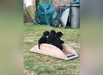 Kerry Blue Terrier Welpen