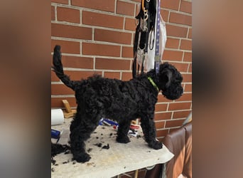 Kerry Blue Terrier Welpen