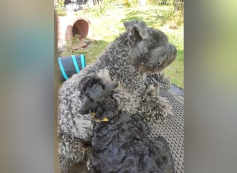 Kerry Blue Terrier Welpen