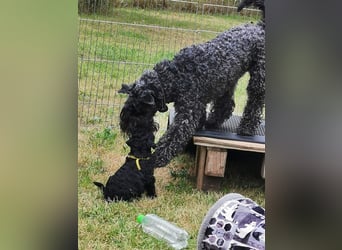 Kerry Blue Terrier Welpen