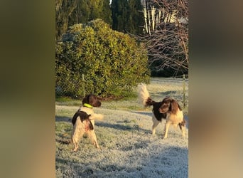 Kleine Münsterländer vom Kastanjenboom  Auslese-/Leistungszucht
