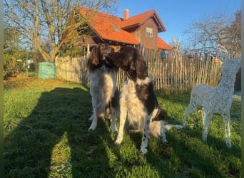 Kleine Münsterländer vom Kastanjenboom  Auslese-/Leistungszucht